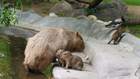 У пары капибар из Московского зоопарка родились трое детенышей - «Новости»